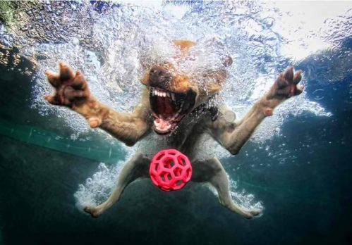 underwater dogs