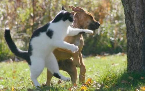dogs vs cats