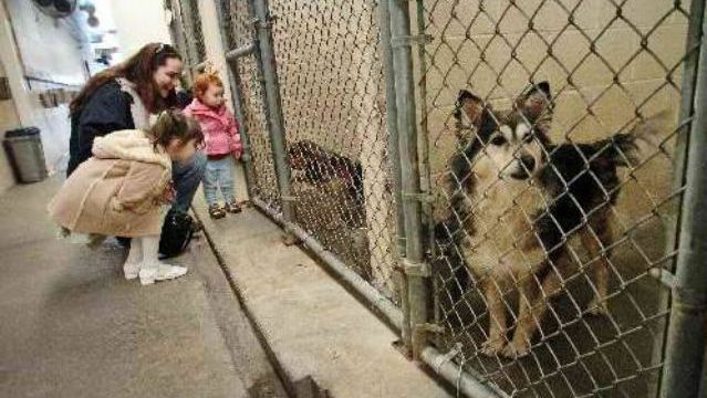You help an animal shelter open up a space for other homeless animals