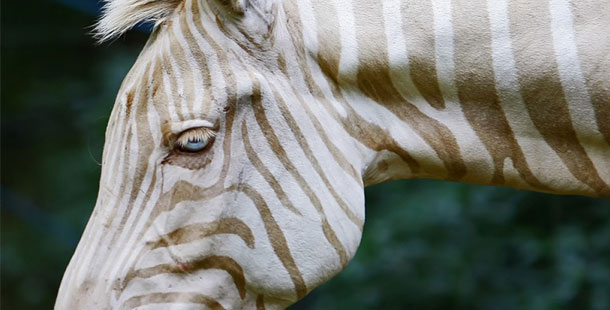 A close up of a zebra's face