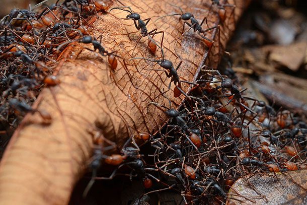 army ants