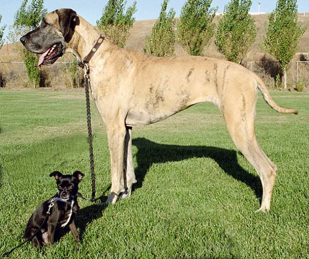 big dog and little dog
