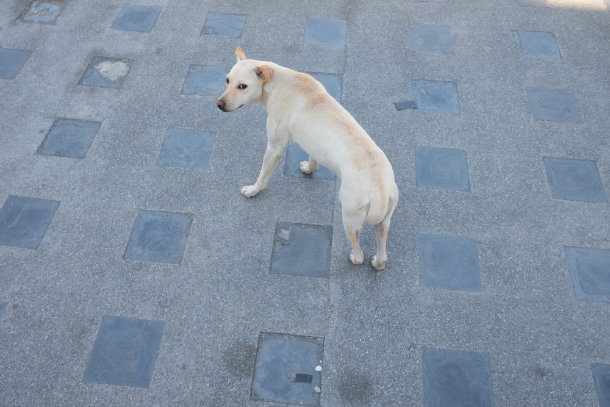 dog with tail between leg