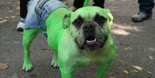 25 unbelievable halloween costumes for dogs
