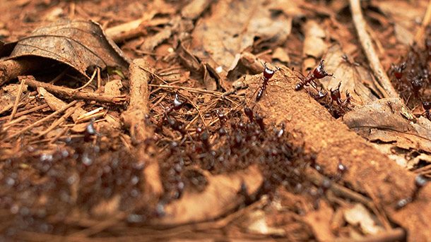 safari ants