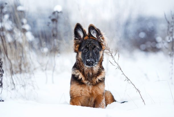 German Shepherd puppy in snow