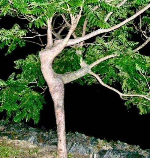 ballerina-tree