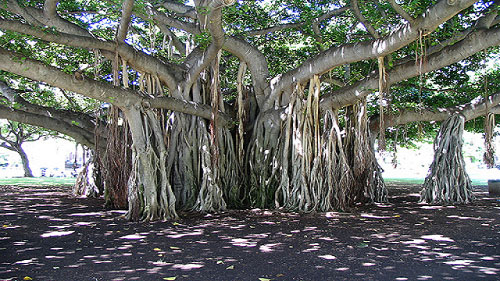 banyan-tree2