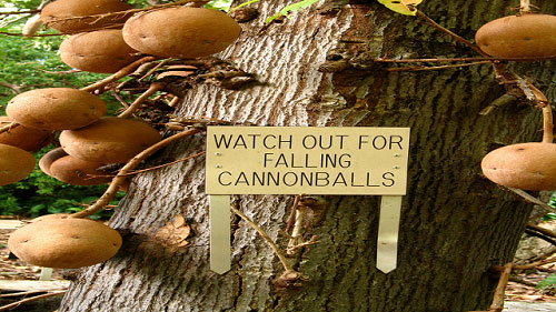 cannonball-tree1