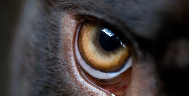 Close-up of an animal's eye
