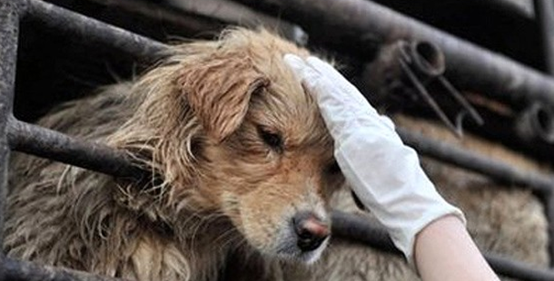 A hand in a glove touching a dog's head