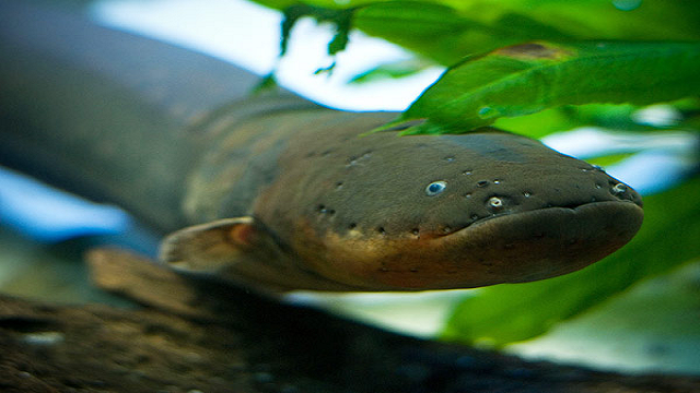 electric eel