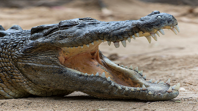 saltwater croc