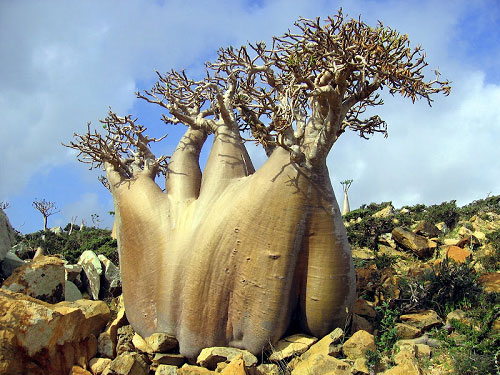 socotra-island-tree