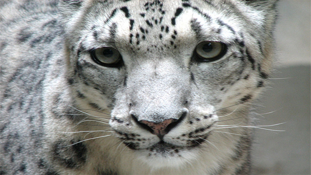 http://en.m.wikipedia.org/wiki/File:Snow_leopard_face.jpg