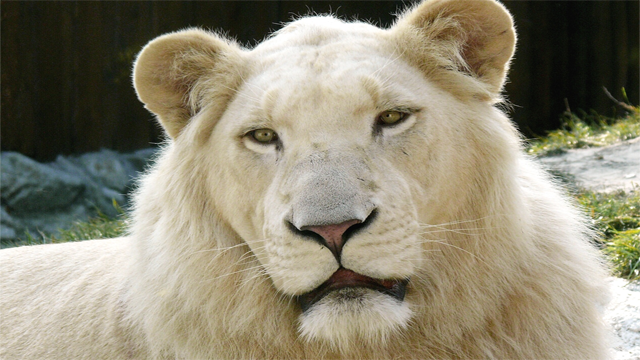 http://en.wikipedia.org/wiki/File:White_Lion.jpg