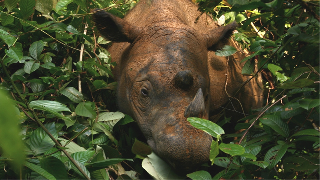 http://en.wikipedia.org/wiki/File:Sumatran_Rhinoceros_Way_Kambas_2008.jpg
