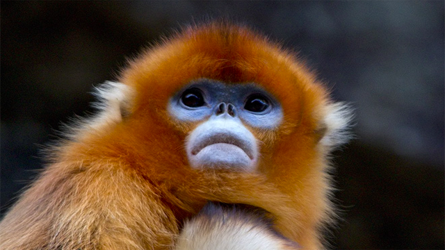 http://en.wikipedia.org/wiki/File:Golden_Snub-nosed_Monkeys,_Qinling_Mountains_-_China.jpg