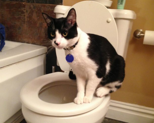 Black_and_white_cat_on_toilet_seat