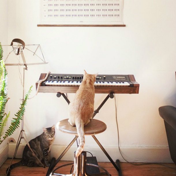 Pipo_playing_&_Jojo_listening_!_Cat_playing_keyboard