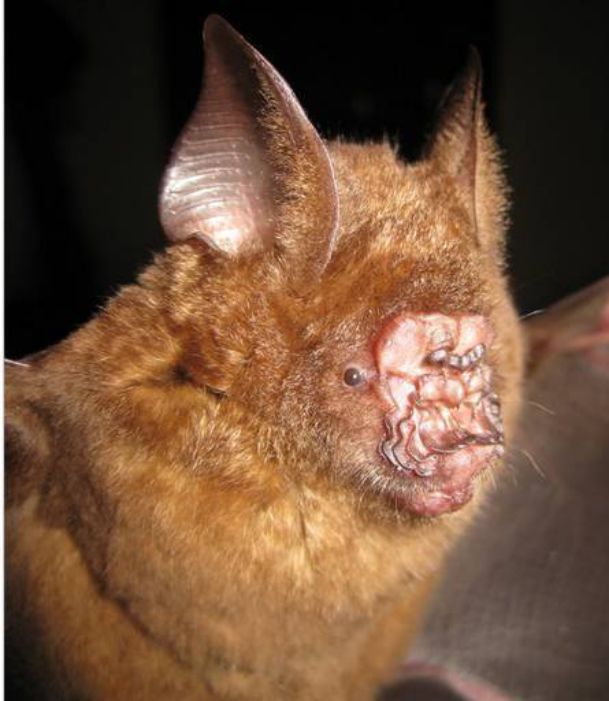 Griffin's Leaf-nosed Bat