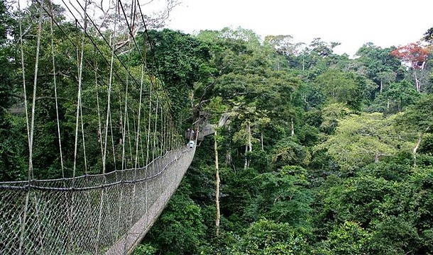Canopy walk bridge - Ghana