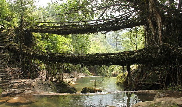 Monkey Bridges - Vietnam