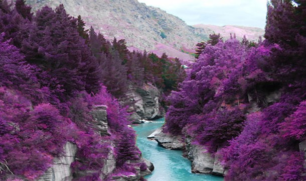 Purple Trees of Fairy Pools, Scotland