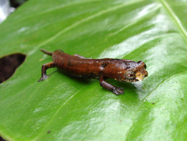 Ugly-Salamander
