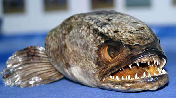 snakehead-fish