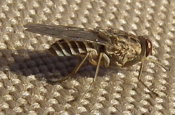 tsetse-flies