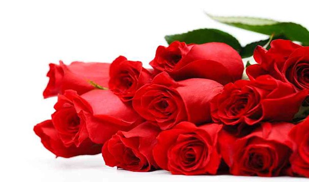 Image of red roses on white background