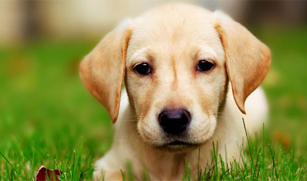 Image of Labrador puppy on grass