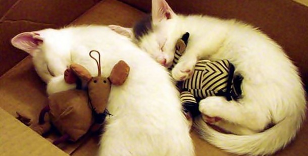 25 adorable animals who love to cuddle with plush toys