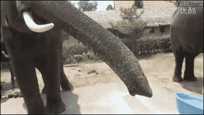 elefanttakesphone