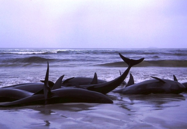 1986_beached_whales_in_Flinders_Bay_(2)
