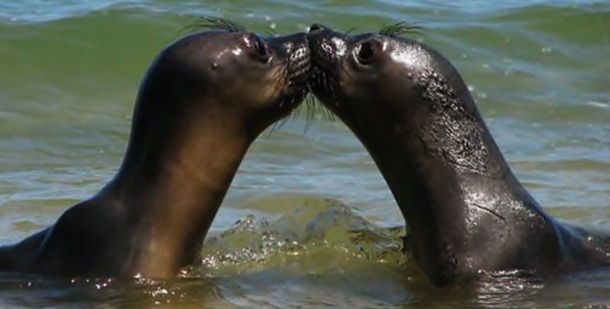 Two seals kissing in the water