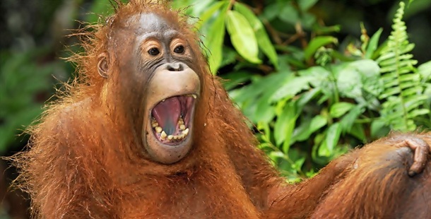 A orangutan with its mouth open