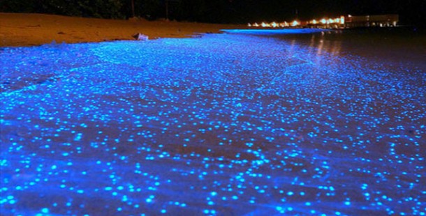 A blue glowing sea floor