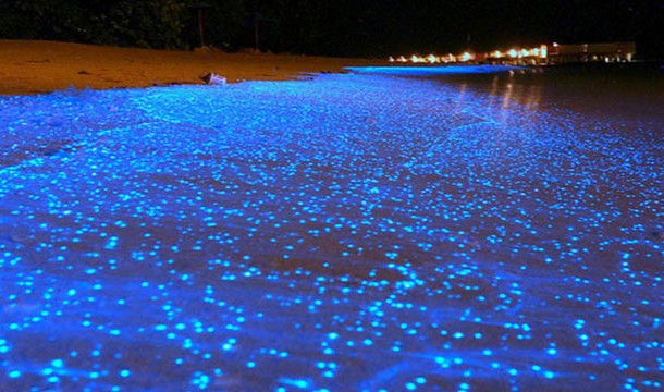 a blue glowing sea floor