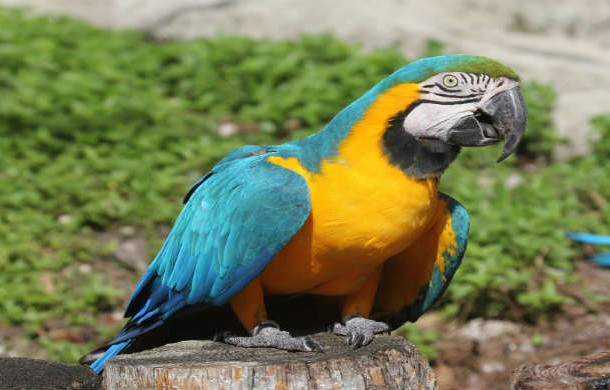 Blue-and-yellow_Macaw_RWD2