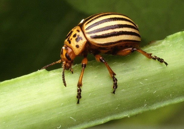 Colorado Potato Beetle