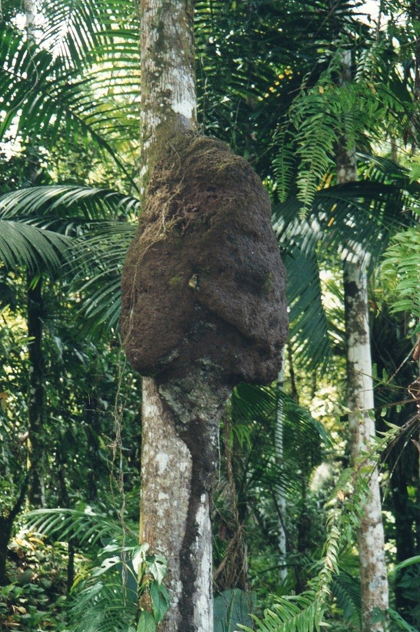 French Guiana Termite