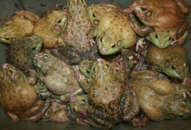 Frogs_for_sale