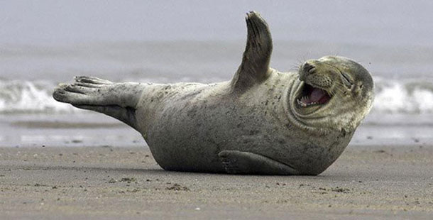 25 happiest animals in the world