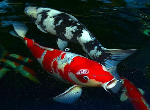 Koi Fish - Colourful Photos (23)