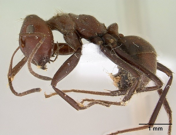 Malaysian exploding ant