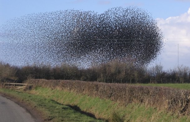 The_flock_of_starlings_acting_as_a_swarm._-_geograph.org.uk_-_124593