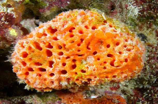 Unidentified sponge 14 Orange bread sponge Taveuni  Fiji 4142