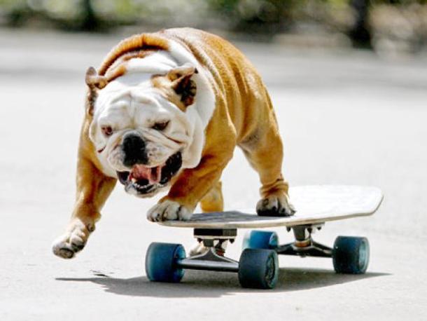 amazinganimalstories.com alg-skateboard-dog-jpg